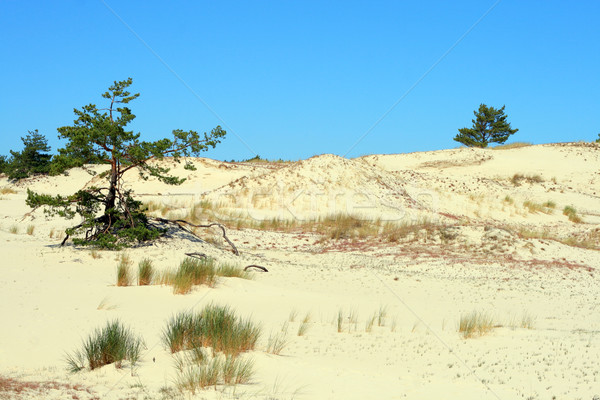 Sand dunes Stock photo © remik44992