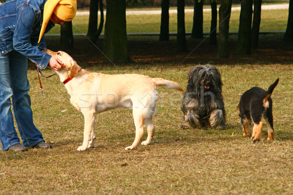 Foto stock: Nina · perros · jugando · parque · feliz · diversión