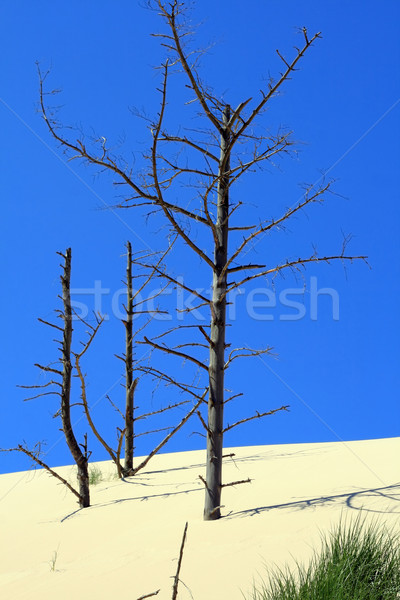 Homok fű halott fák égbolt kék Stock fotó © remik44992