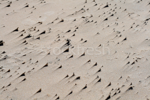 Texture of sand on the beach Stock photo © remik44992