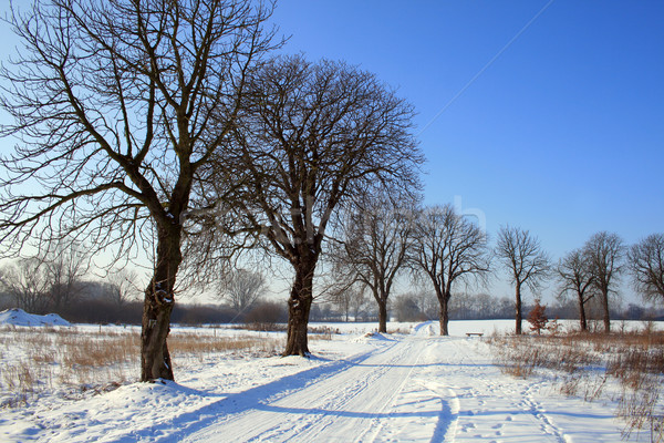 Carretera árboles naturaleza invierno frío Foto stock © remik44992