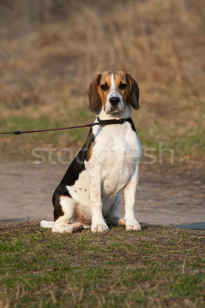 Stockfoto: Beagle · puppy · cute · vergadering · park · hond