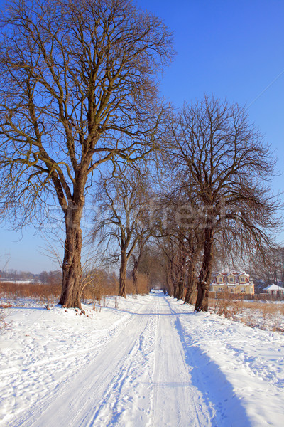 Yol ağaçlar doğa kış renk Stok fotoğraf © remik44992