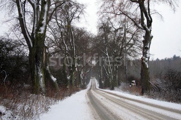 ストックフォト: 冬 · 風景 · 道路 · 木 · 自然 · 冷たい