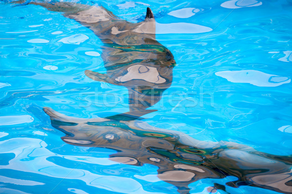 abstract background with dolphins under water Stock photo © restyler