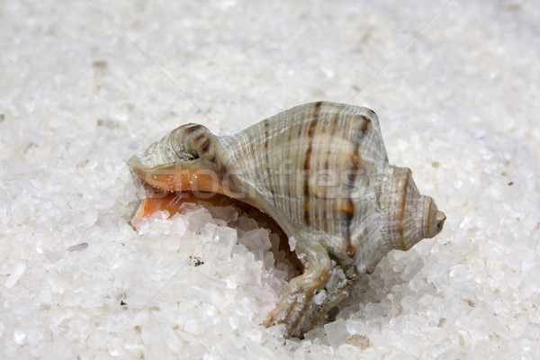 Foto stock: Sal · grande · mar · branco · naturalismo · praia