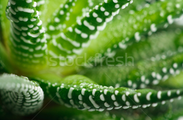 Aloe Stock photo © restyler
