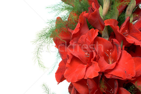 Stock foto: Bouquet · rot · isoliert · weiß · Blumen · Sommer