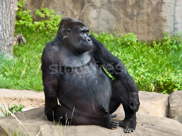 Foto stock: Masculina · gorila · negro · mono · zoológico · mamífero