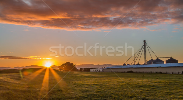 Nap felfelé tyúk farm ipari kukorica Stock fotó © rghenry