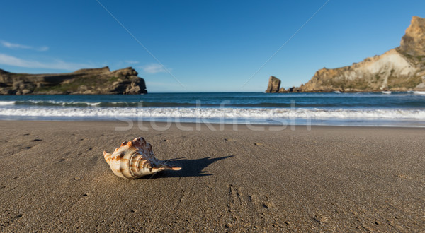 Kagyló tengerpart Új-Zéland víz óceán homok Stock fotó © rghenry