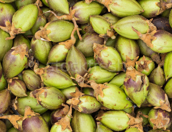 Paulownia Green Seeds Stock photo © rghenry