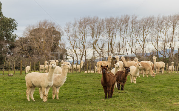Alpaka gazdálkodás nyáj farm Új-Zéland fű Stock fotó © rghenry
