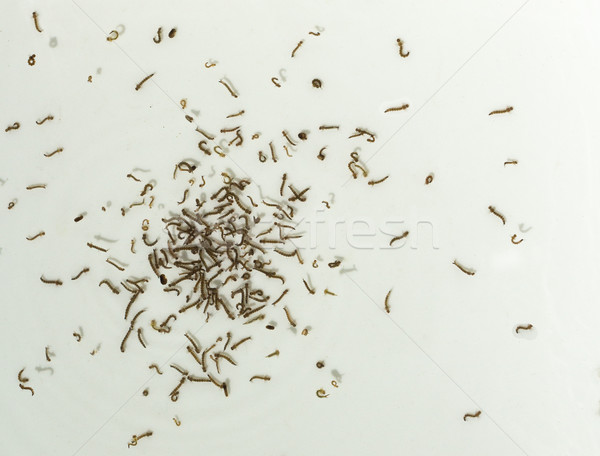 Szúnyog úszik rovar rovar Stock fotó © rghenry