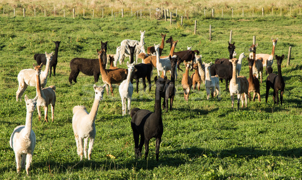 Alpaca Herd Stock photo © rghenry
