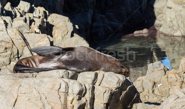 Rock Sunbathing Seal Stock photo © rghenry