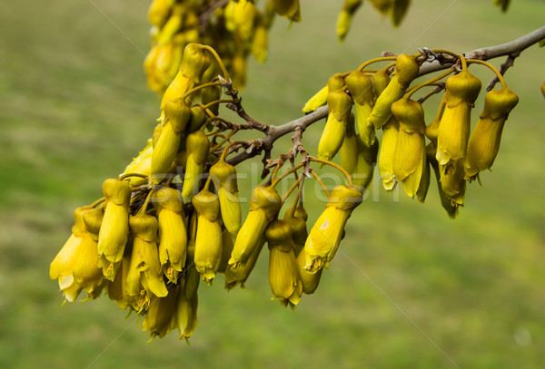 Kowhai Flowers Stock photo © rghenry