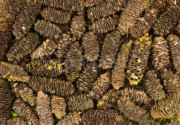 Banksia Marginata Cones Stock photo © rghenry