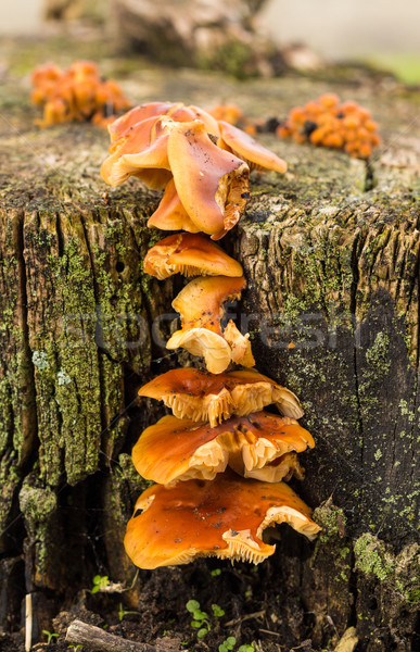 Stockfoto: Honing · paddestoel · groeiend · uit · oude · boom