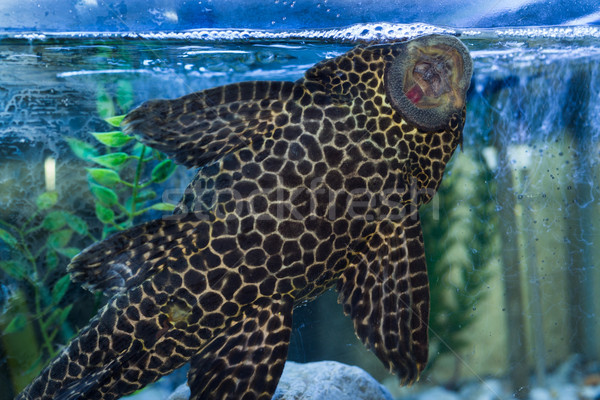 Plecostomus Mouth Stock photo © rghenry