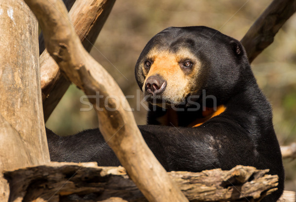 Sun Bear Looking Stock photo © rghenry