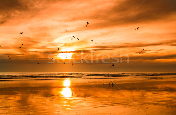 Praia pássaro pôr do sol gaivotas vôo sol Foto stock © rghenry