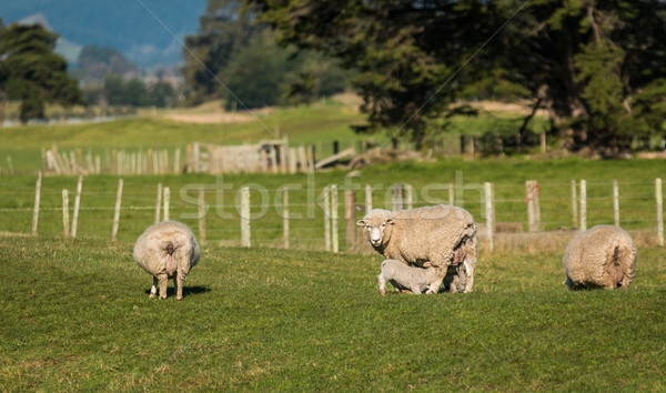 Anya birka új tavasz bárány farm Stock fotó © rghenry