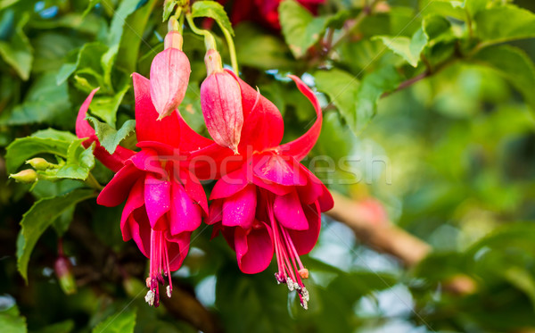 Ondersteboven rode bloemen heldere Rood opknoping bloemen Stockfoto © rghenry