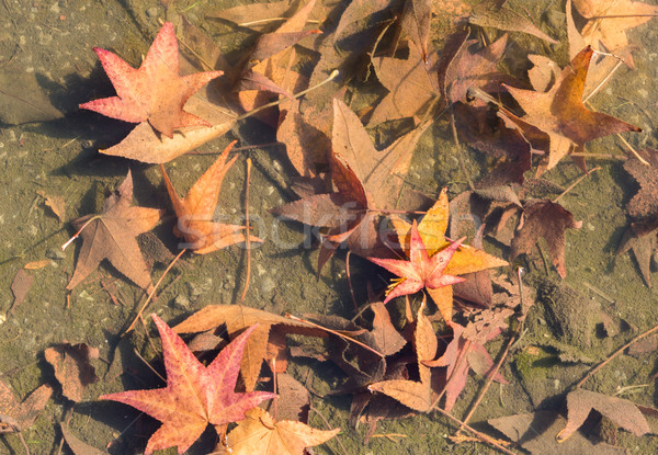 Stock photo: Sweetgum Leaves