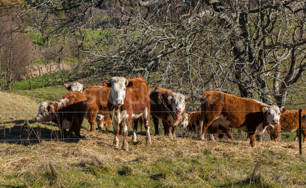 Hereford Cattle Stock photo © rghenry