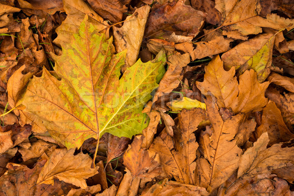 Autumn Maple leafs Stock photo © rghenry