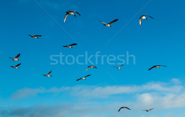 Canada Goose Fly Over Stock photo © rghenry
