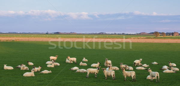 Sheep Waking Up Stock photo © rghenry