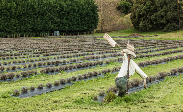 Lavanta korkuluk izlerken komik tarım Stok fotoğraf © rghenry
