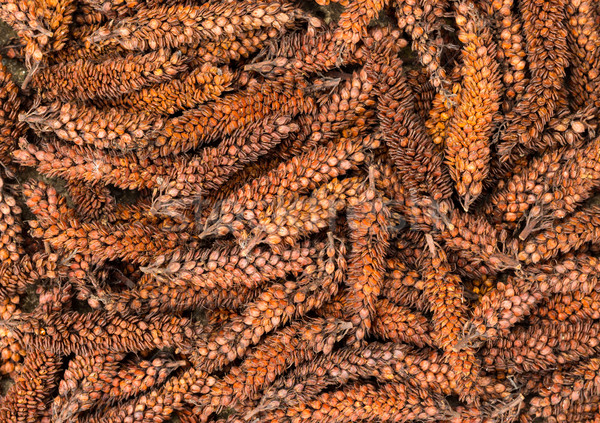 Hebe Seeds Stock photo © rghenry