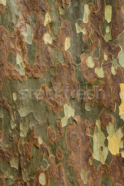 Kleuren schors prachtig naar boom Stockfoto © rghenry