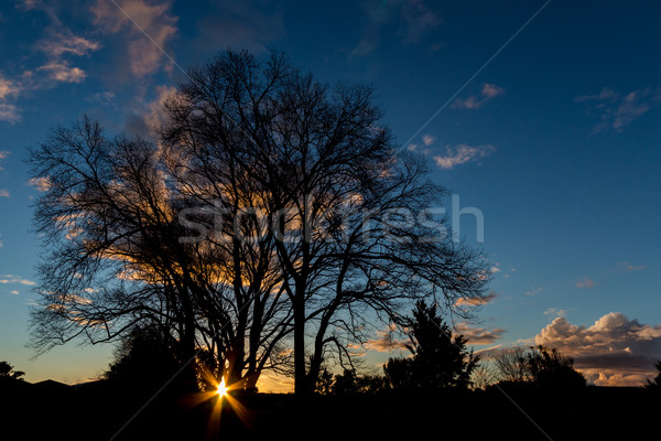 Tél fák nagy naplementék mögött fa Stock fotó © rghenry