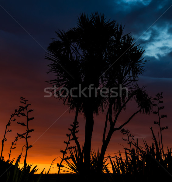 Repolho pôr do sol árvore plantas silhueta maravilhoso Foto stock © rghenry