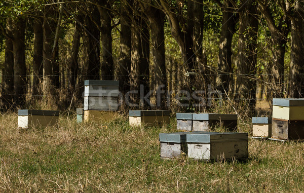 Biene Bauernhof New Zealand schließen Landwirtschaft Insekt Stock foto © rghenry