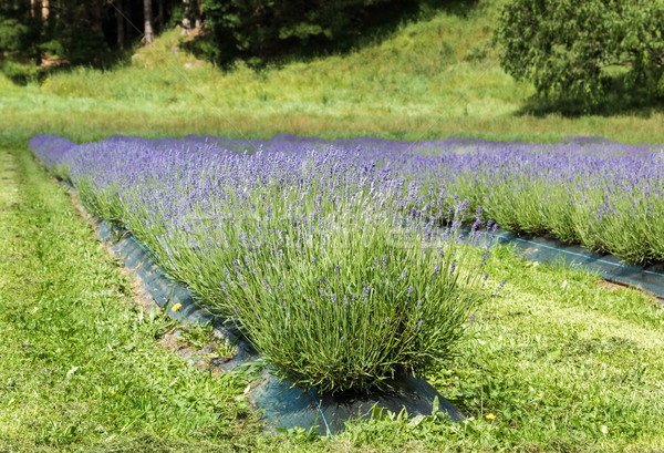 Levendula virágzó sorok farm mező vicces Stock fotó © rghenry