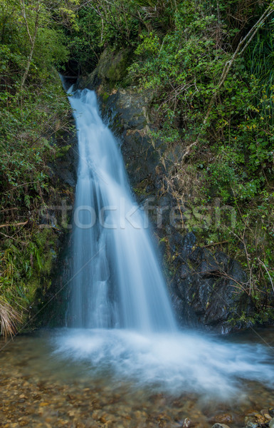 Splash of Nature Stock photo © rghenry