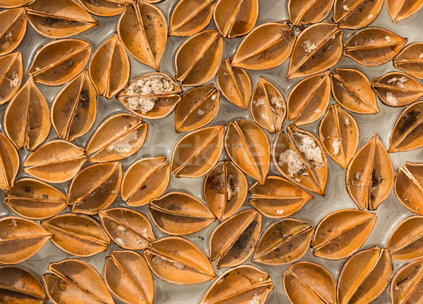  Paulownia Open Shells Stock photo © rghenry