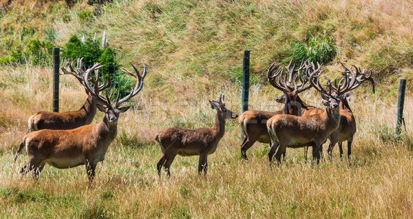 New Zealand Deer Farming Stock photo © rghenry