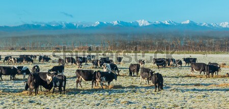 New Zealand Winter Cows Stock photo © rghenry