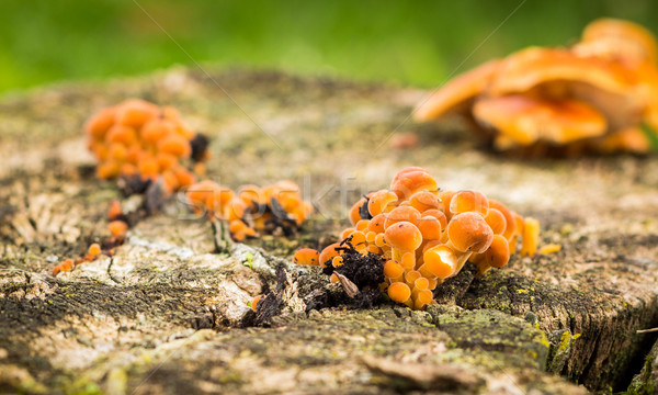 Mały grzyby grzyb grzyby rozwój na zewnątrz Zdjęcia stock © rghenry