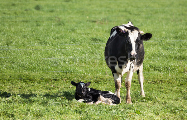 Tehén új született zöld fű tavasz mező Stock fotó © rghenry