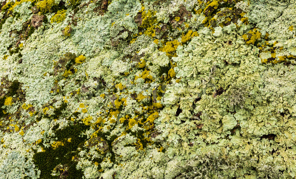 мох удивляться смесь природы саду завода Сток-фото © rghenry