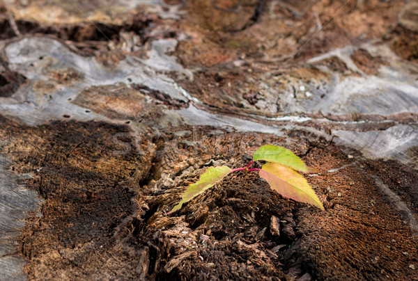 új remény növekvő ki öreg fa Stock fotó © rghenry