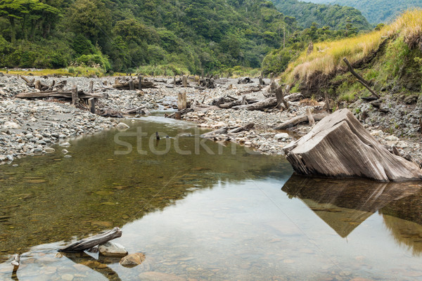 Drying up Native bush Stream Stock photo © rghenry