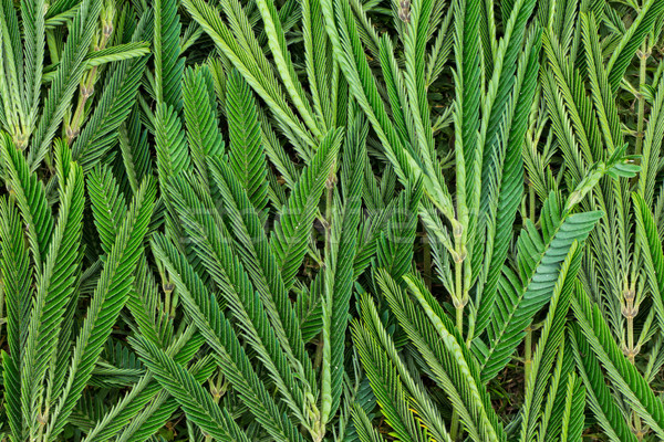Acacia Hindsii Leaf Texture Stock photo © rghenry